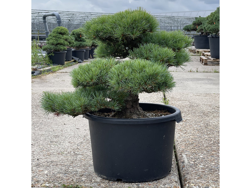 Pinus parviflora, 49 cm, ± 35 jaar oud