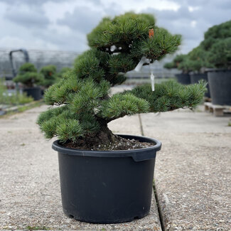 Pinus parviflora, 55 cm, ± 35 jaar oud