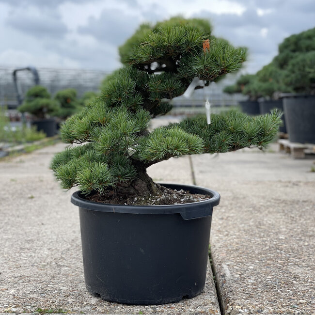 Pinus parviflora, 55 cm, ± 35 años