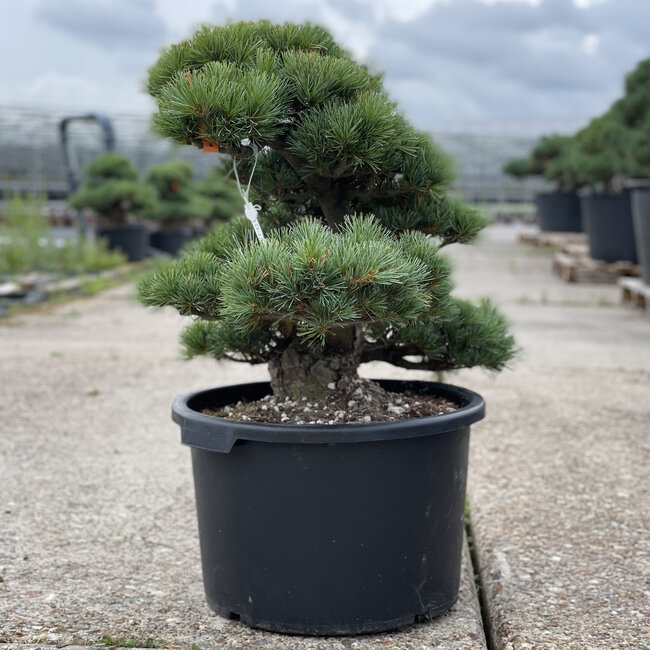 Pinus parviflora, 55 cm, ± 35 jaar oud