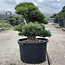 Pinus parviflora, 55 cm, ± 35 años