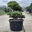 Pinus parviflora, 55 cm, ± 35 ans