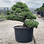 Pinus parviflora, 55 cm, ± 35 anni