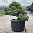 Pinus parviflora, 55 cm, ± 35 años