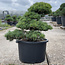 Pinus parviflora, 55 cm, ± 35 años