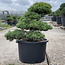 Pinus parviflora, 55 cm, ± 35 jaar oud