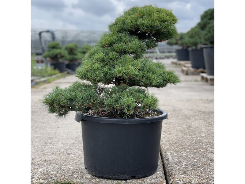 Pinus parviflora, 55 cm, ± 35 years old
