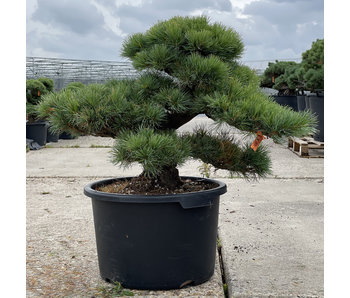 Pinus parviflora, 57 cm, ± 35 años