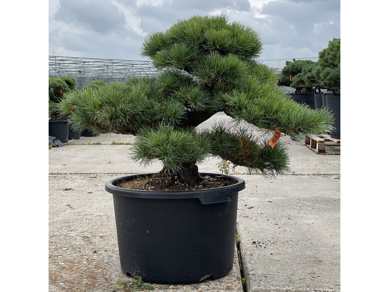 Pinus parviflora, 57 cm, ± 35 jaar oud