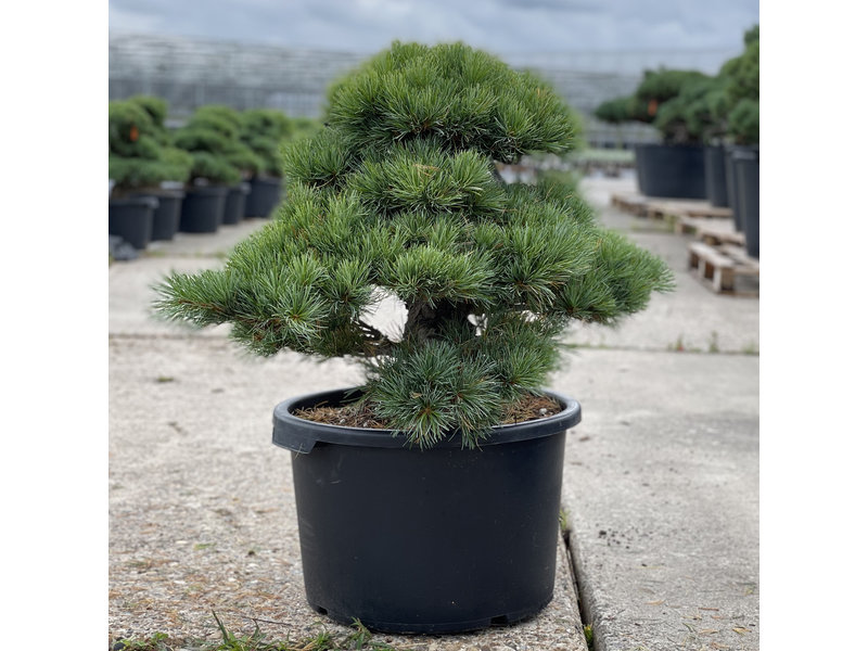 Pinus parviflora, 57 cm, ± 35 jaar oud