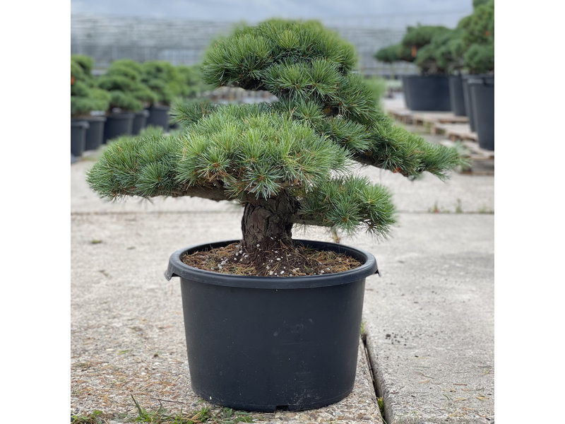 Pinus parviflora, 57 cm, ± 35 Jahre alt