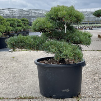 Pinus parviflora, 48 cm, ± 35 jaar oud