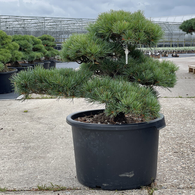Pinus parviflora, 48 cm, ± 35 anni