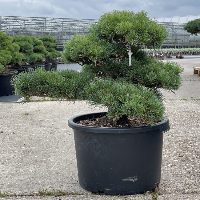 Pinus parviflora, 48 cm, ± 35 Jahre alt