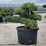 Pinus parviflora, 48 cm, ± 35 Jahre alt