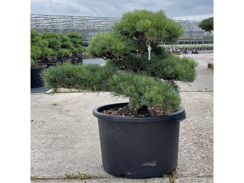 Pinus parviflora, 48 cm, ± 35 Jahre alt