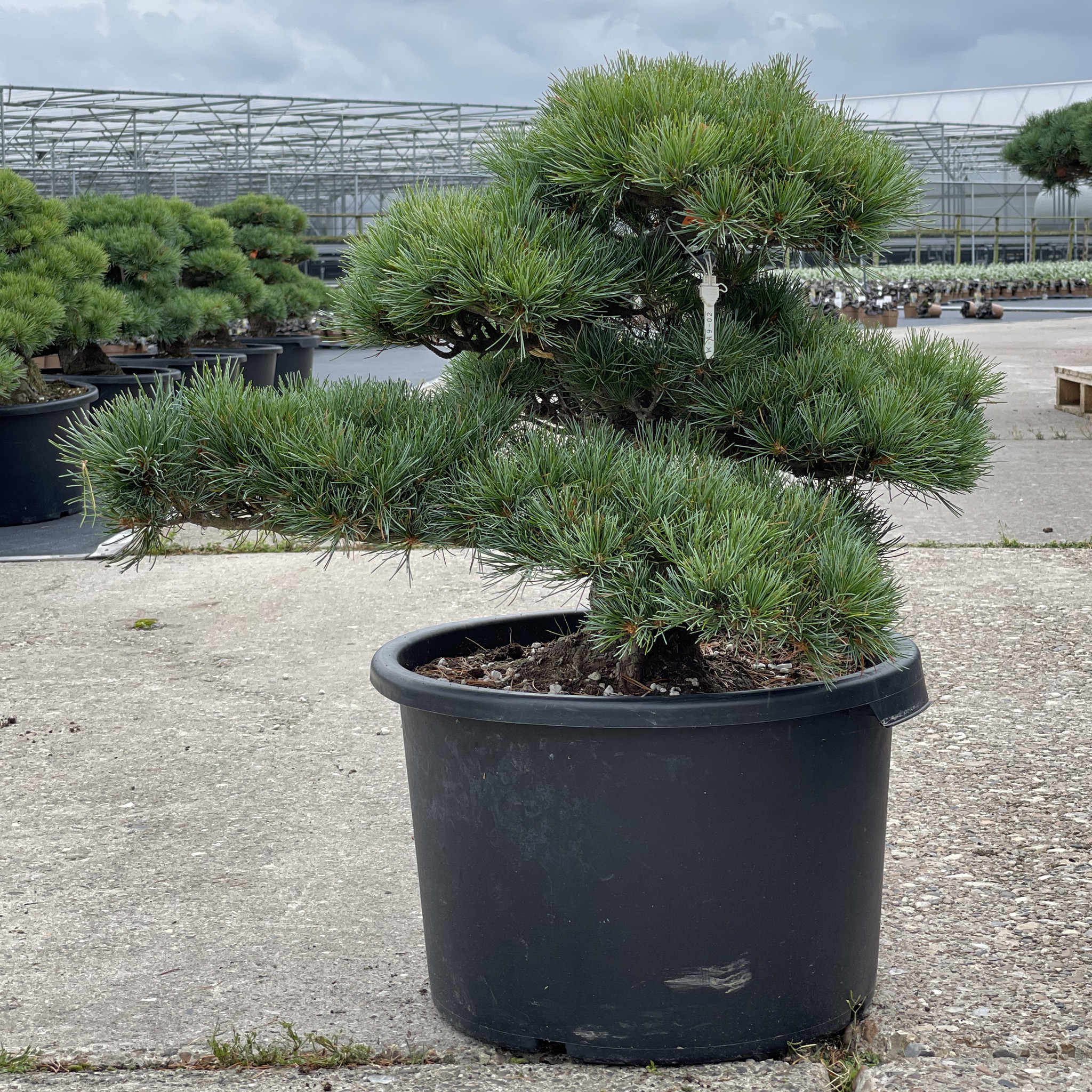 Pinus Parviflora 48 Cm 35 Years Old Bonsai Plaza