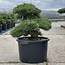 Pinus parviflora, 48 cm, ± 35 anni