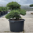 Pinus parviflora, 48 cm, ± 35 jaar oud