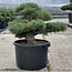 Pinus parviflora, 48 cm, ± 35 ans