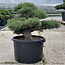 Pinus parviflora, 48 cm, ± 35 jaar oud