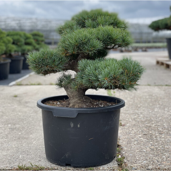 Pinus parviflora, 48 cm, ± 35 ans