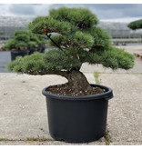 Pinus parviflora, 52 cm, ± 35 years old