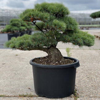 Pinus parviflora, 52 cm, ± 35 anni