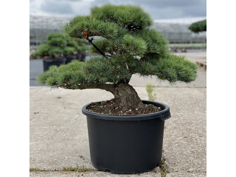 Pinus parviflora, 52 cm, ± 35 years old