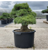 Pinus parviflora, 52 cm, ± 35 jaar oud