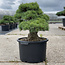 Pinus parviflora, 52 cm, ± 35 jaar oud