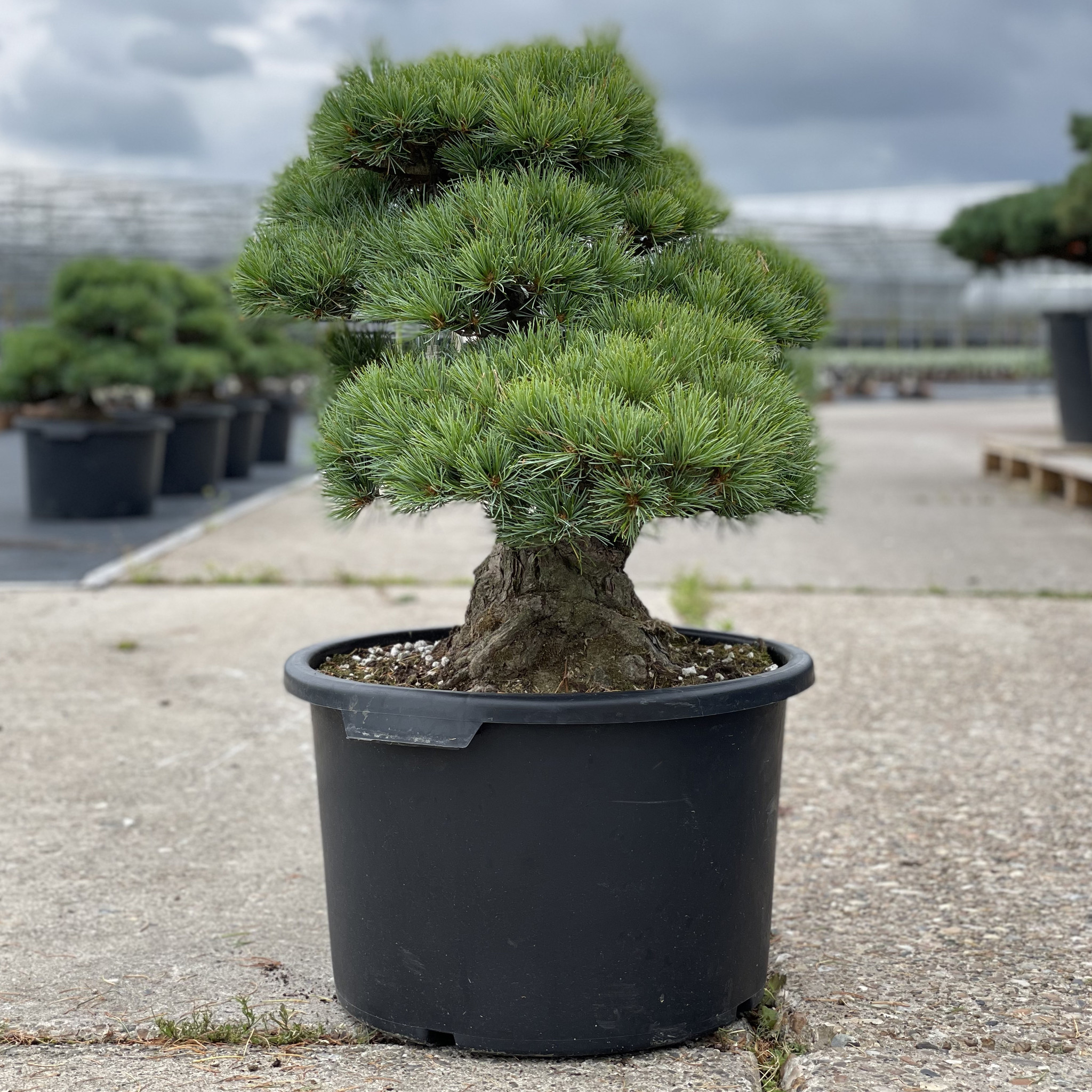 Pinus Parviflora 52 Cm 35 Years Old Bonsai Plaza