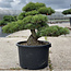 Pinus parviflora, 52 cm, ± 35 anni