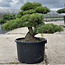 Pinus parviflora, 52 cm, ± 35 years old