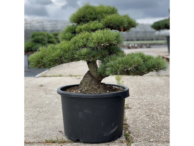 Pinus parviflora, 52 cm, ± 35 jaar oud