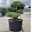 Pinus parviflora, 52 cm, ± 35 years old