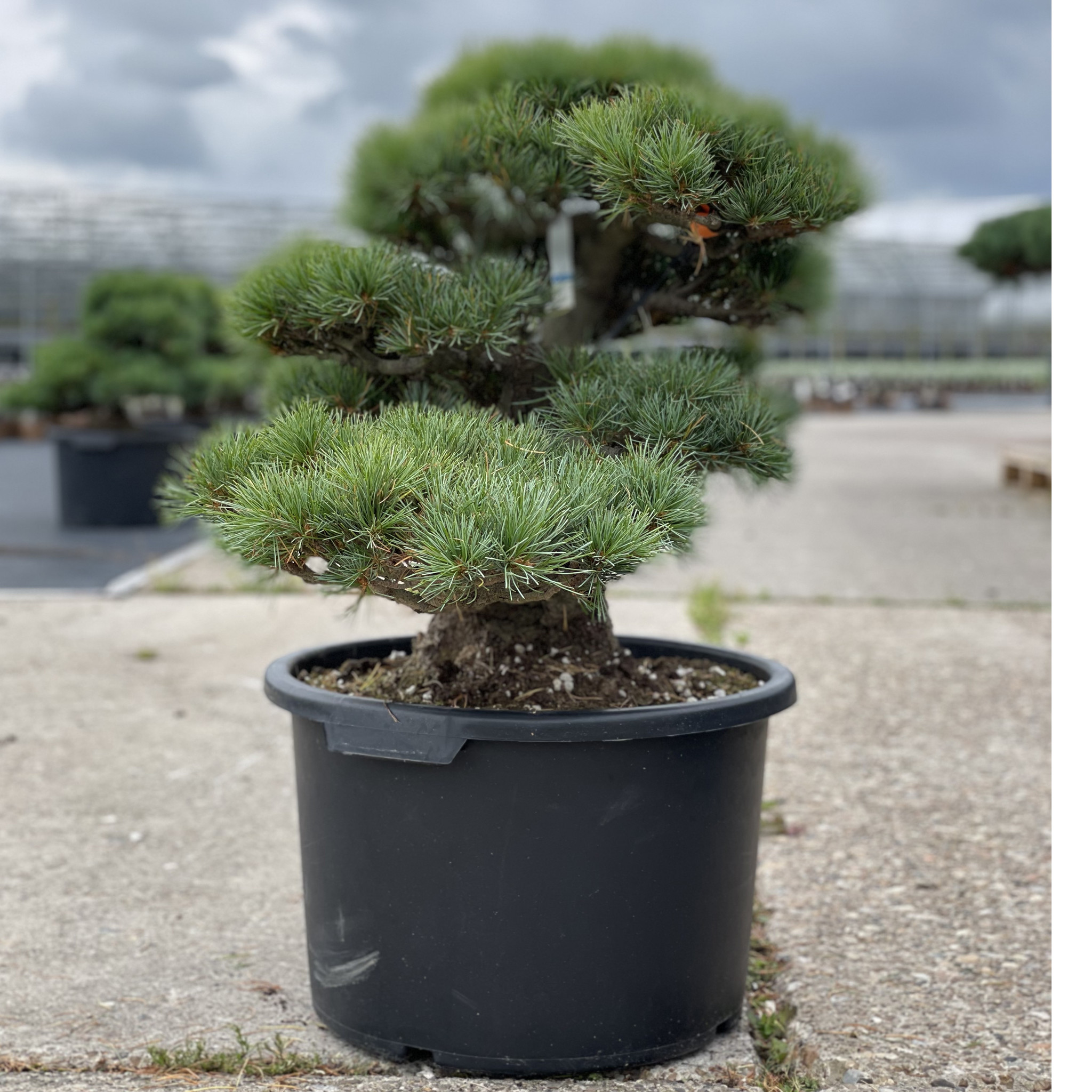 Pinus Parviflora 52 Cm 35 Years Old Bonsai Plaza