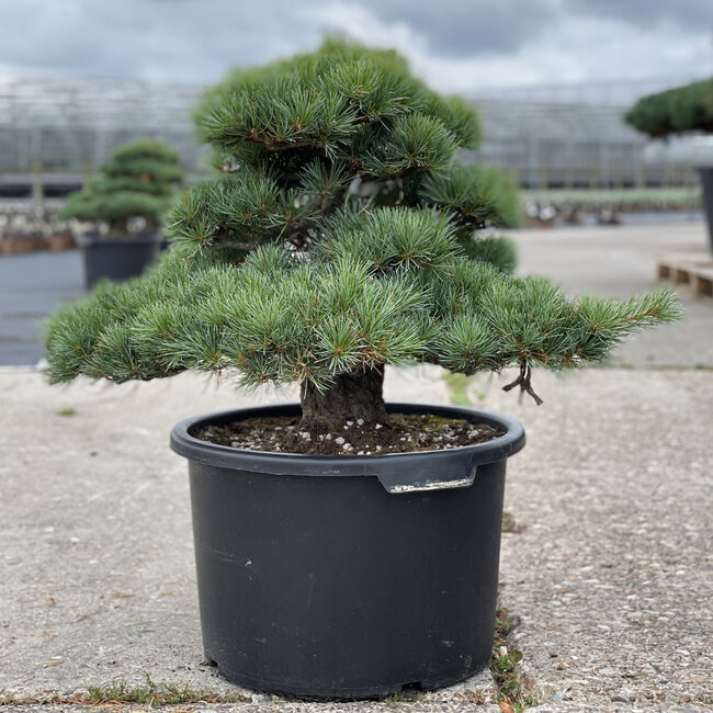 Pinus parviflora, 50 cm, ± 35 anni