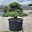 Pinus parviflora, 50 cm, ± 35 años