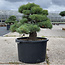 Pinus parviflora, 50 cm, ± 35 ans