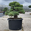 Pinus parviflora, 50 cm, ± 35 years old