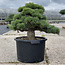 Pinus parviflora, 50 cm, ± 35 ans