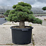 Pinus parviflora, 50 cm, ± 35 years old