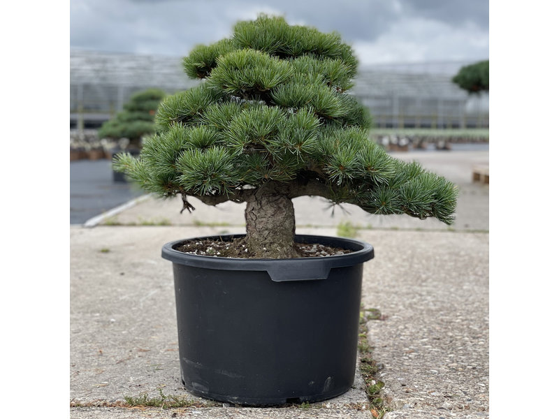 Pinus parviflora, 50 cm, ± 35 Jahre alt