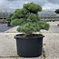 Pinus parviflora, 50 cm, ± 35 anni