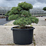 Pinus parviflora, 50 cm, ± 35 years old