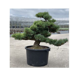 Pinus parviflora, 63 cm, ± 35 ans