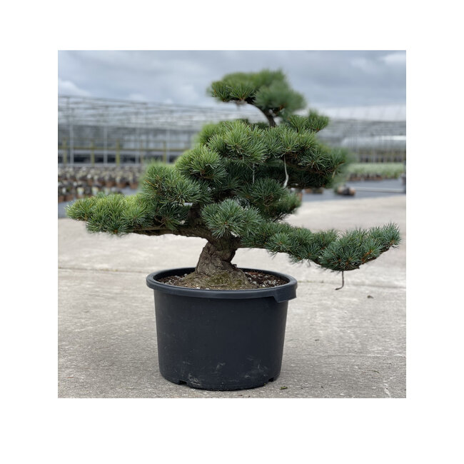 Pinus parviflora, 63 cm, ± 35 Jahre alt