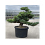Pinus parviflora, 63 cm, ± 35 años