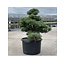 Pinus parviflora, 63 cm, ± 35 anni